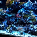 G's 55 gallon reef