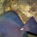 ZEBRASOMA ROSTRATUM BLACK TANG,RAER HYBRID COLOR $$$$$!
