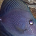 ZEBRASOMA ROSTRATUM BLACK TANG,RAER HYBRID COLOR $$$$$!