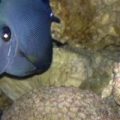 ZEBRASOMA ROSTRATUM BLACK TANG,RAER HYBRID COLOR $$$$$!