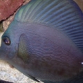 ZEBRASOMA ROSTRATUM BLACK TANG,RAER HYBRID COLOR $$$$$!