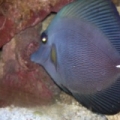 ZEBRASOMA ROSTRATUM BLACK TANG,RAER HYBRID COLOR $$$$$!
