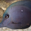 ZEBRASOMA ROSTRATUM BLACK TANG,RAER HYBRID COLOR $$$$$!