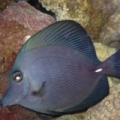 ZEBRASOMA ROSTRATUM BLACK TANG,RAER HYBRID COLOR $$$$$!