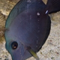 ZEBRASOMA ROSTRATUM BLACK TANG,RAER HYBRID COLOR $$$$$!