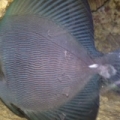 ZEBRASOMA ROSTRATUM BLACK TANG,RAER HYBRID COLOR $$$$$!