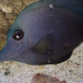 ZEBRASOMA ROSTRATUM BLACK TANG,RAER HYBRID COLOR $$$$$!