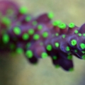 reef-exotic-2