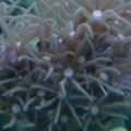 Anthelia ?