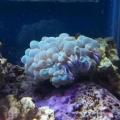 Jeffs Neon Green Bubble Coral