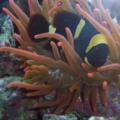Alaines_pics_08_028
