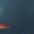 Hawaiian Flame Wrasse Pair