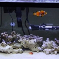 10 Gallon Home 2