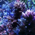 IMG_blsps