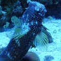 blenny