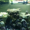 my 20 gal nano