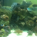my 20 gal nano