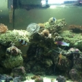 my 20 gal nano
