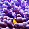 Among the Corals