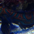 Mandarin goby