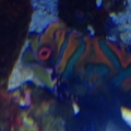 mandarin goby