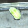 ID_4