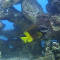 My bicolor foxface