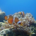 Clownfish in the anemone.