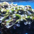 Feather Duster Rock