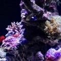 Coral and Rock