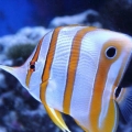 100 gallon corner tank