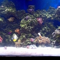 100 gallon corner tank