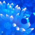 100 gallon corner tank