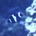 100 gallon corner tank