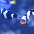 100 gallon corner tank