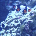 100 gallon corner tank