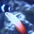100 gallon corner tank