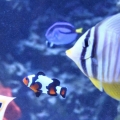 100 gallon corner tank