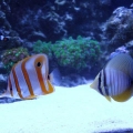 100 gallon corner tank