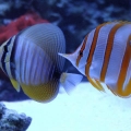 100 gallon corner tank