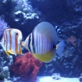 100 gallon corner tank