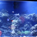 100 gallon corner tank