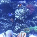 100 gallon corner tank