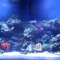 100 gallon corner tank