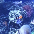 100 gallon corner tank