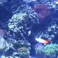 100 gallon corner tank