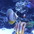 100 gallon corner tank
