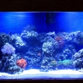 100 gallon corner tank