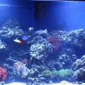 100 gallon corner tank