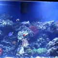 100 gallon corner tank
